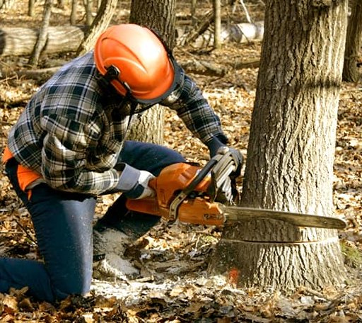 Tree Removal in Cedar Glen, CA